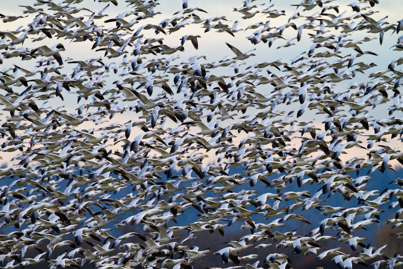 Snow Geese In Flight